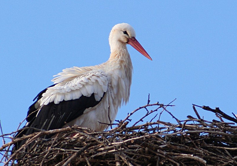 Cigüeña