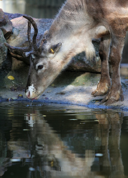 Reflejos